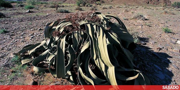 Welwitschia planta
