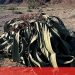 Welwitschia planta