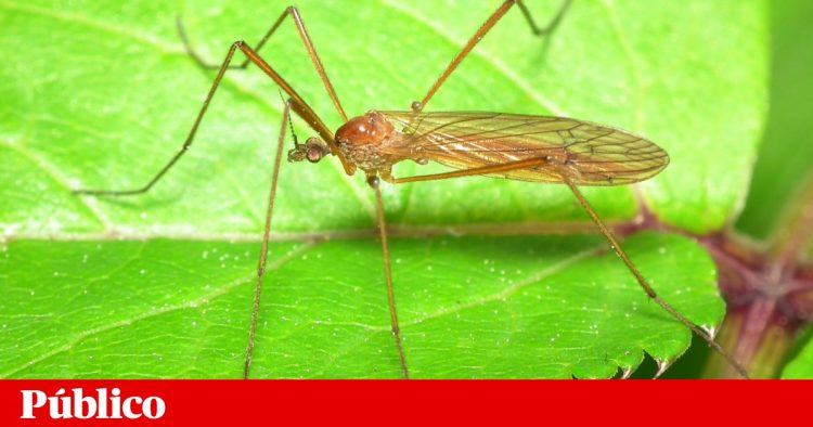 mosquito