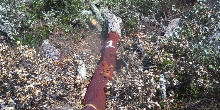 sobreiros gnr grandola