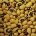cowpeas
