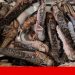 insectos