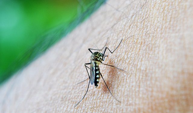 mosquito
