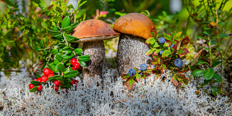 produtos nao lenhosos