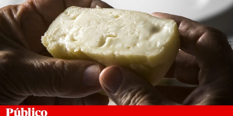 queijo azeitao