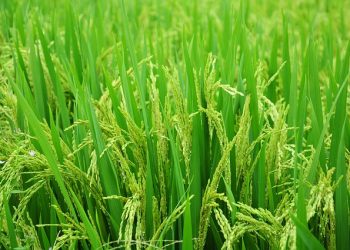 arroz