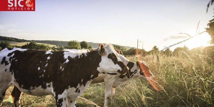 vacas