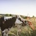 vacas