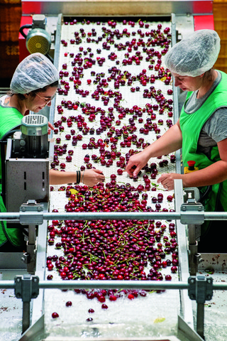 A f&aacute;brica das Frutas Jo&atilde;o Ver&iacute;ssimo Mendes & Filho em Castelo Novo (&agrave; esquerda) &eacute; onde se faz o tratamento e se embala a cereja da empresa. S&atilde;o 200 a 300 toneladas por ano que saem dali e que obrigam Jo&atilde;o Filipe Mendes a ser, ao mesmo tempo, &ldquo;agricultor, mec&acirc;nico, eletricista, engenheiro e gestor. S&atilde;o 15 ou 16 horas por dia nesta fase, &eacute; dif&iacute;cil&rdquo;, relata