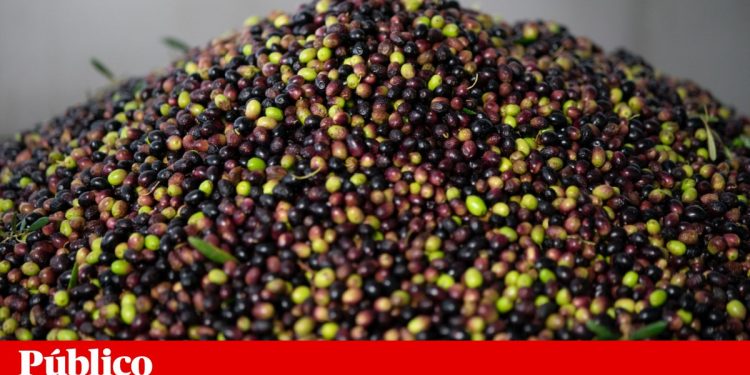 azeitona