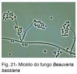 fauna auxiliar bananeira figura21