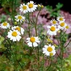 plantas aromaticas 2 aipo de folha