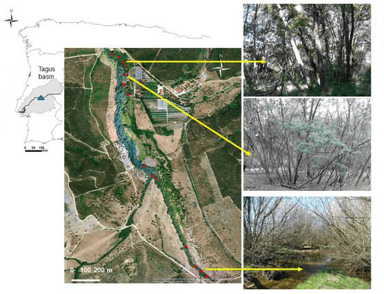Artigo-Florestas-Ribeirinhas-(área-Conhecer)-imagem