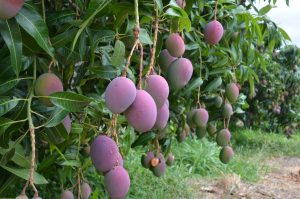 Brasil usa tecnologia para produzir manga no semiárido