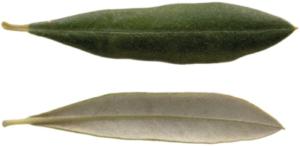 Cultivares de oliveira: Frantoio