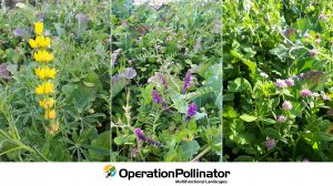 Detalhe das espécies de plantas semeadas na margem multifuncional