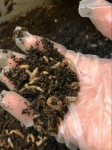 Composto de Inseto ou Entomocomposto (Fonte: https://www.atl.nu/lantbruk/larver-komposterar-avfall-och-blir-djurfoder/)