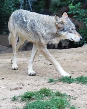 lobo