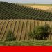 alentejo