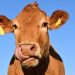vaca