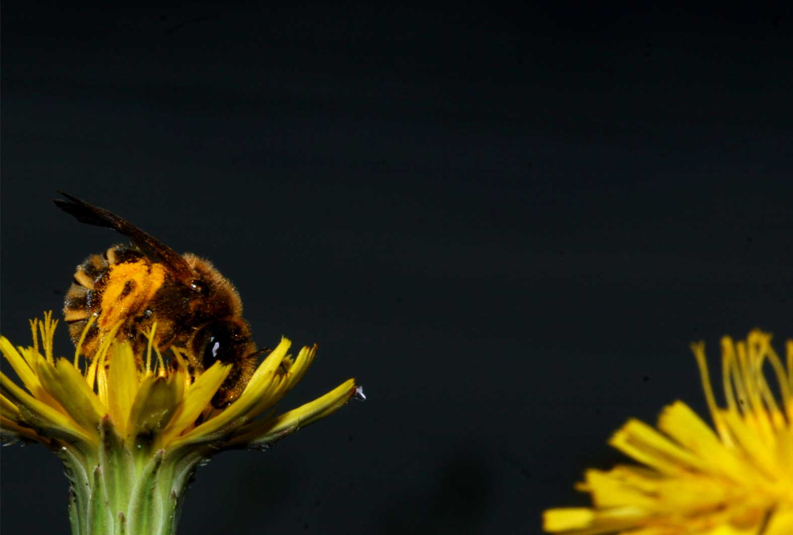 For the first time ever, researchers tracked a bumblebee from its maiden flight to death. Image credit - Yann Clough For the first time ever, researchers tracked a bumblebee from its maiden flight to death. Image credit - Yann Clough