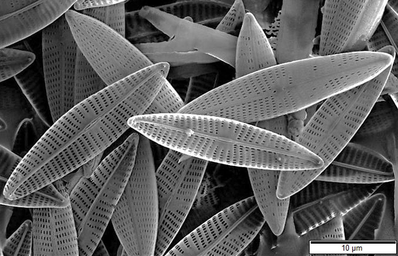 The microscopic structures of diatoms help them manipulate light, leading to hopes they could be used in new technologies for light detection, computing or robotics. Image credit - Mogana Das Murtey and Patchamuthu Ramasamy, licenced under CC BY-SA 3.0 The microscopic structures of diatoms help them manipulate light, leading to hopes they could be used in new technologies for light detection, computing or robotics. Image credit - Mogana Das Murtey and Patchamuthu Ramasamy, licenced under CC BY-SA 3.0