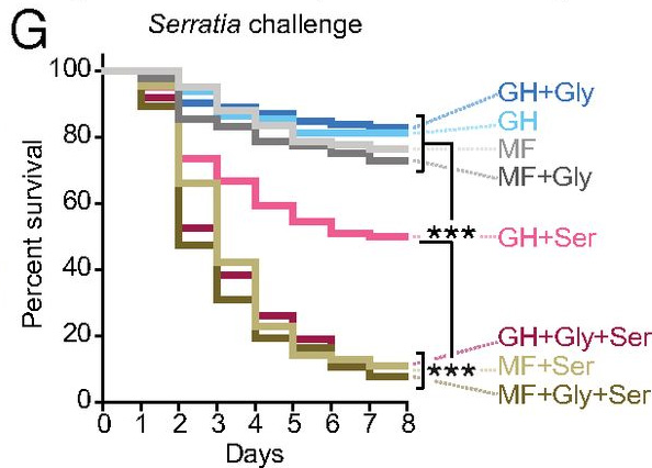 exposição de abelhas a serratia e glifosato