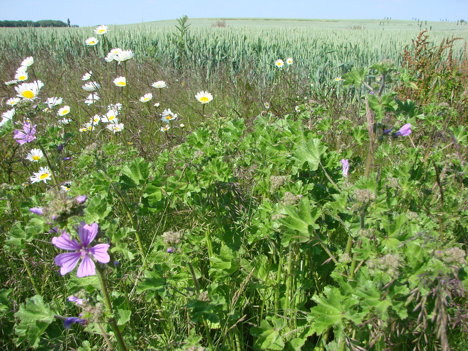 Wildflower strips at the edge of crop fields are being tested in conjunction with intercropping and living mulch to determine their impact on pests, disease and weeds. Image credit - Severin Hatt Wildflower strips at the edge of crop fields are being tested in conjunction with intercropping and living mulch to determine their impact on pests, disease and weeds. Image credit - Severin Hatt