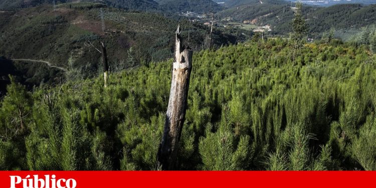 publico francisco castro rego