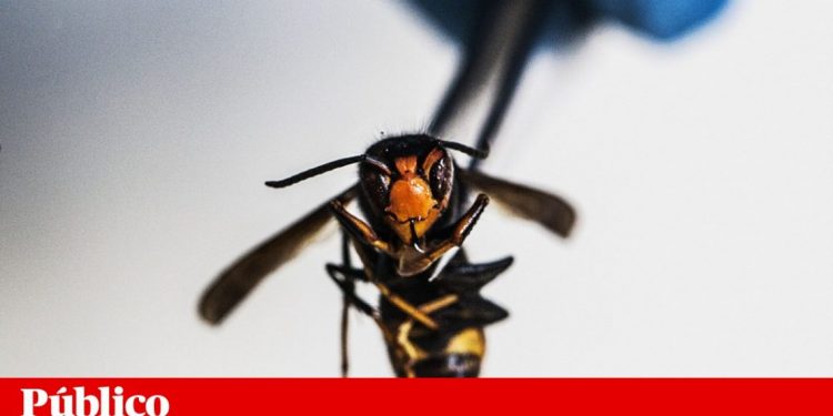 vespa asiatica