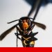 vespa asiatica
