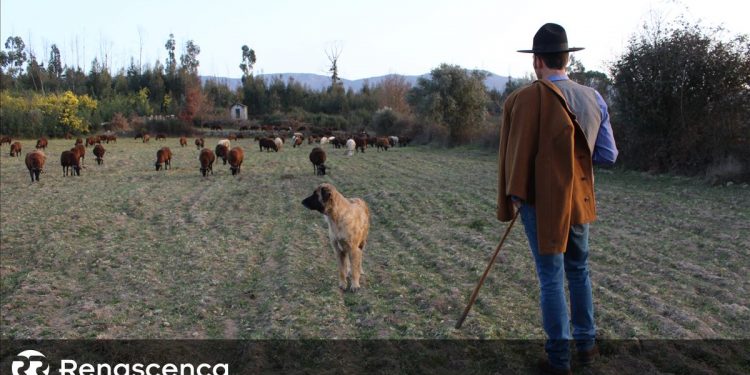 seca serra da estrela radio renascença