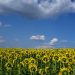 girasol