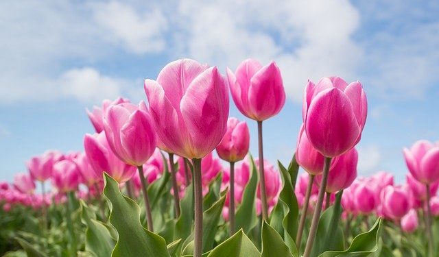 tulipas
