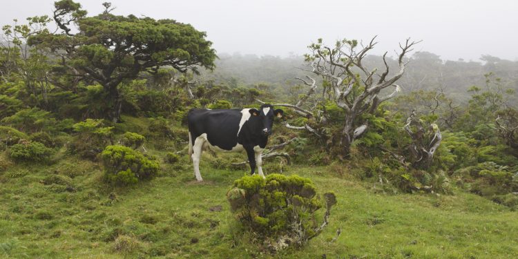 vaca