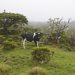 vaca