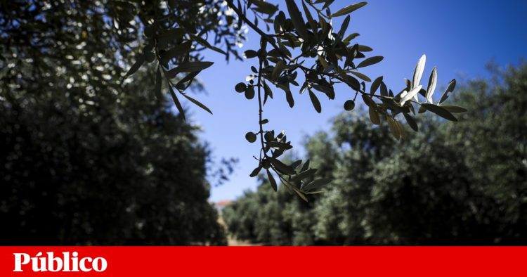 xylella fastidiosa