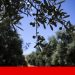xylella fastidiosa