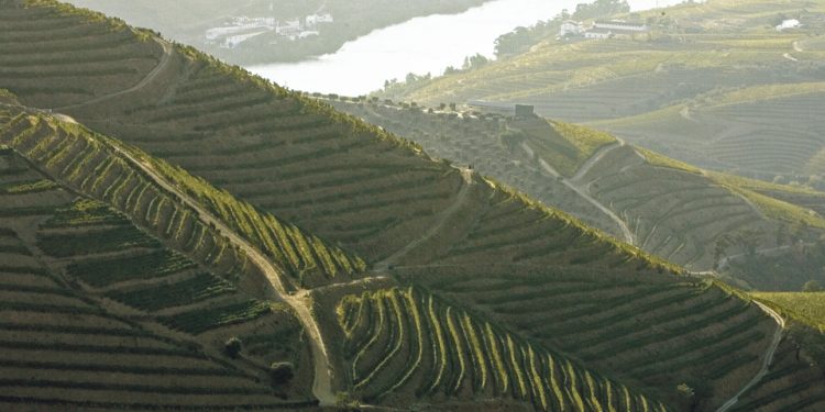 vinhas no Douro