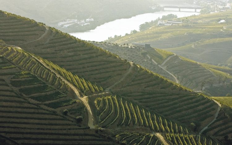 vinhas no Douro
