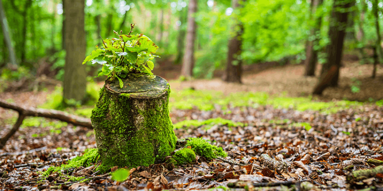 Gestão Florestal Mais Próxima da Natureza
