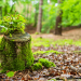 Gestão Florestal Mais Próxima da Natureza