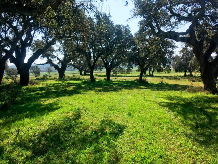 terreno águas de moura