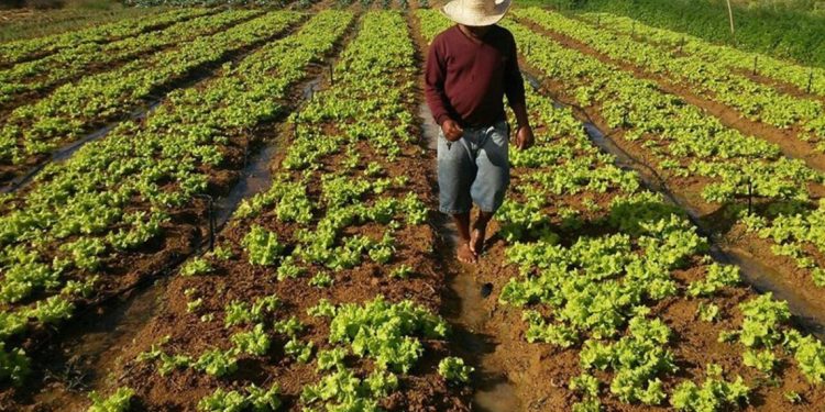 Poeiras do Saara tornam férteis solos alentejanos