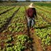 Poeiras do Saara tornam férteis solos alentejanos