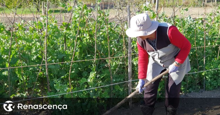 agricultora