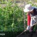 agricultora