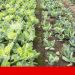 CNA acusa Ministério da Agricultura “de complicar vida dos agricultores na antecipação das ajudas da PAC”