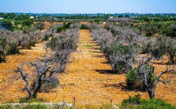 oliveira com Xylella fastidiosa