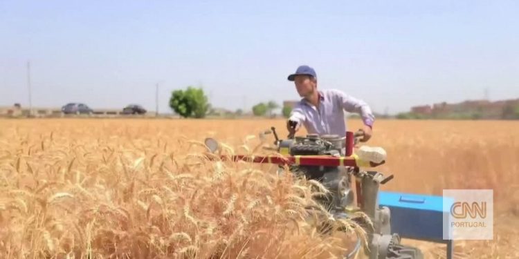"Seria preciso um milhão de camiões para escoar cereais da Ucrânia. A única solução é o mar"
